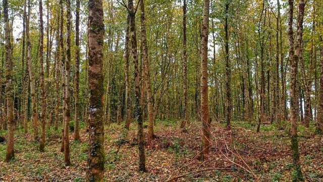 Forest TW