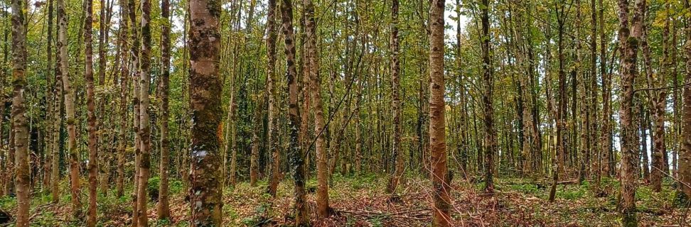 Forest TW