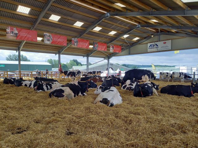 Cows Dairy TJ
