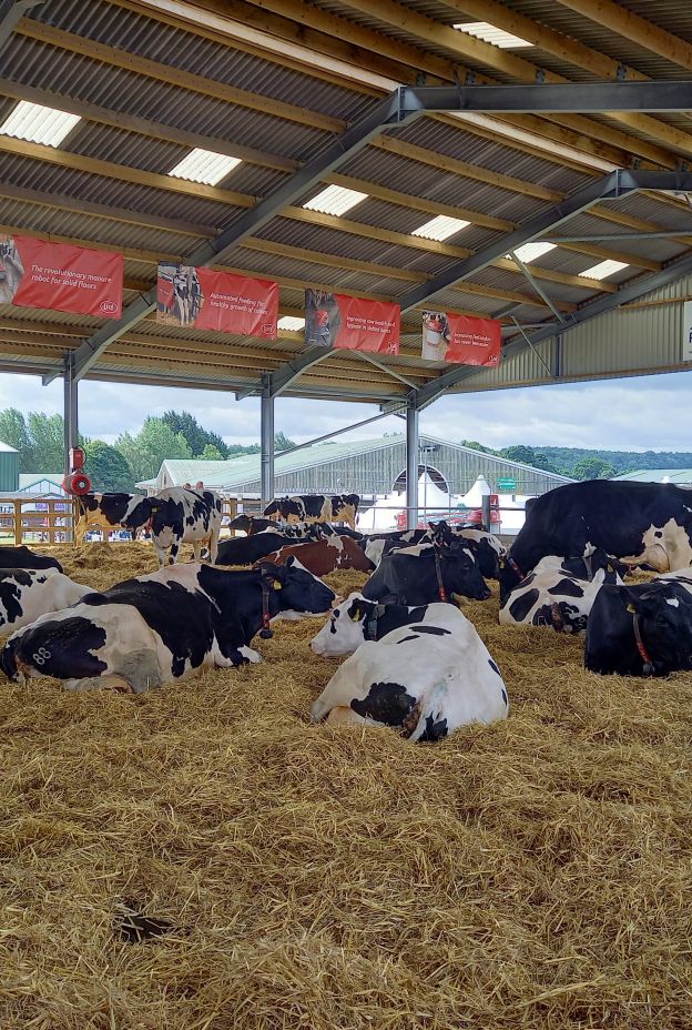 Cows Dairy TJ