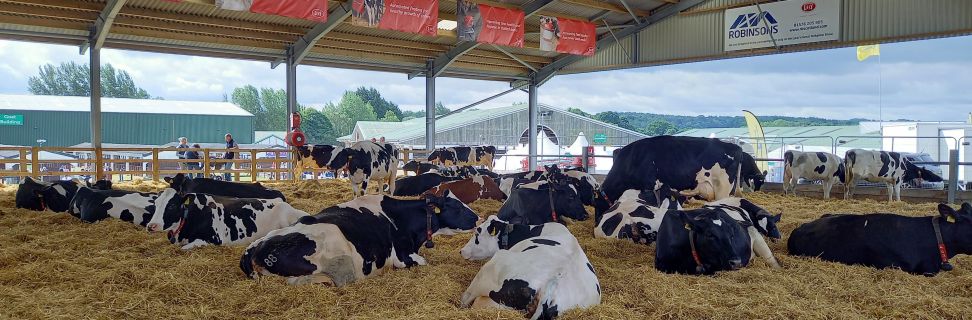 Cows Dairy TJ