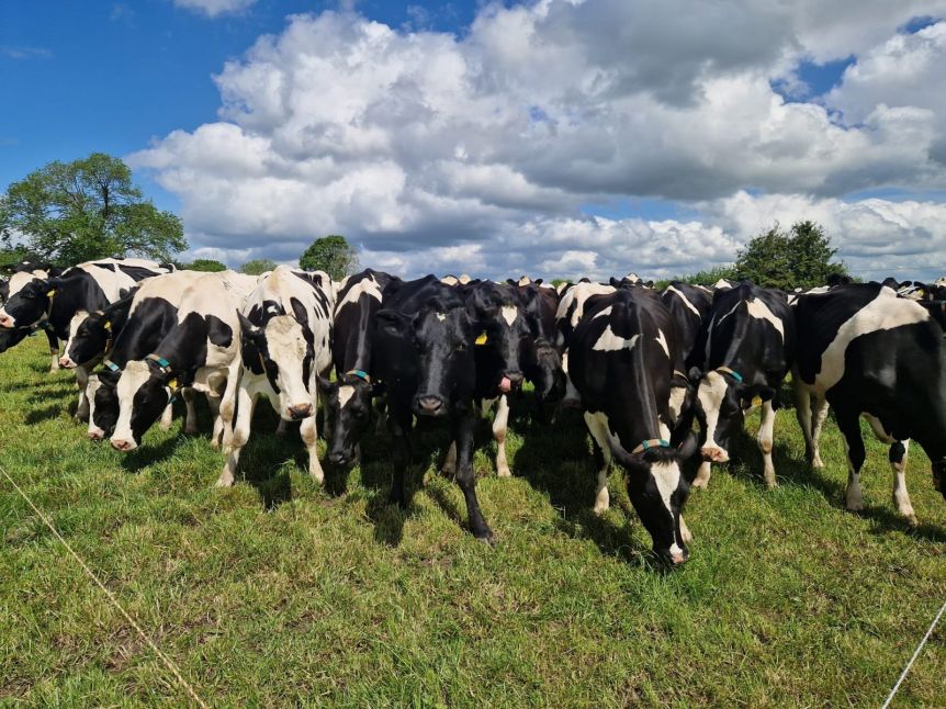 Dairy cows