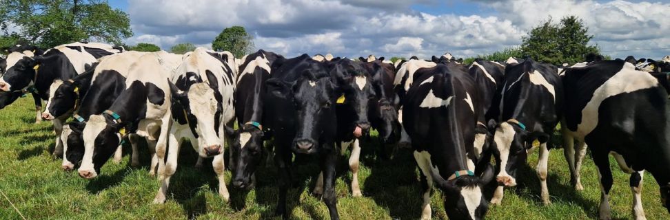 Dairy cows