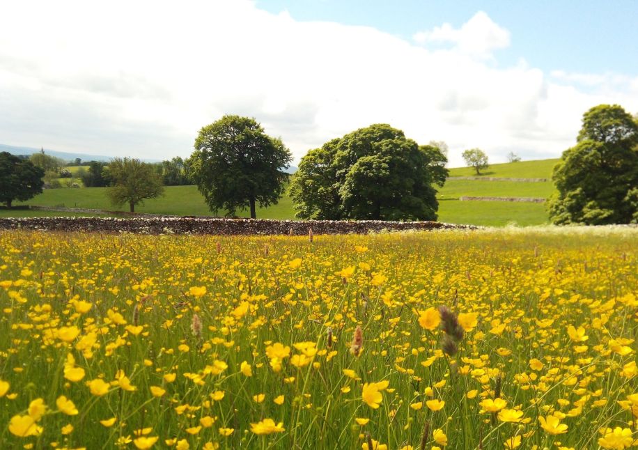Buttercups