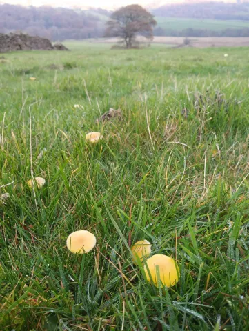 Fungi