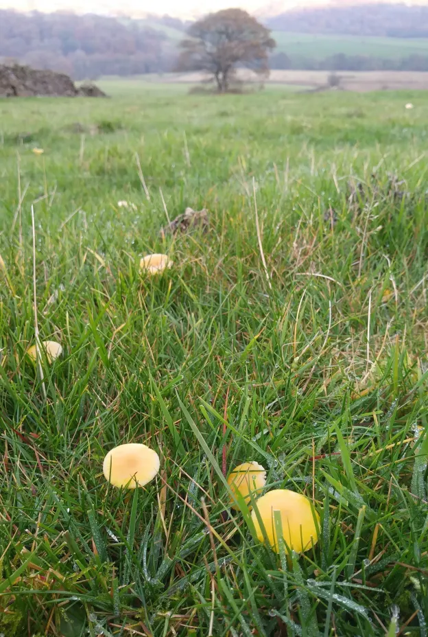 Fungi