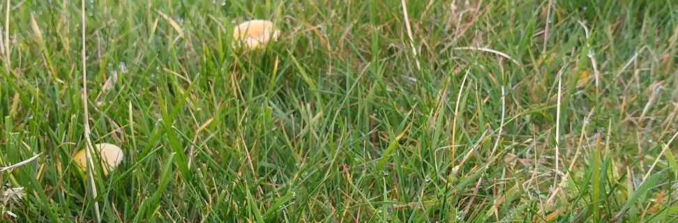 Fungi