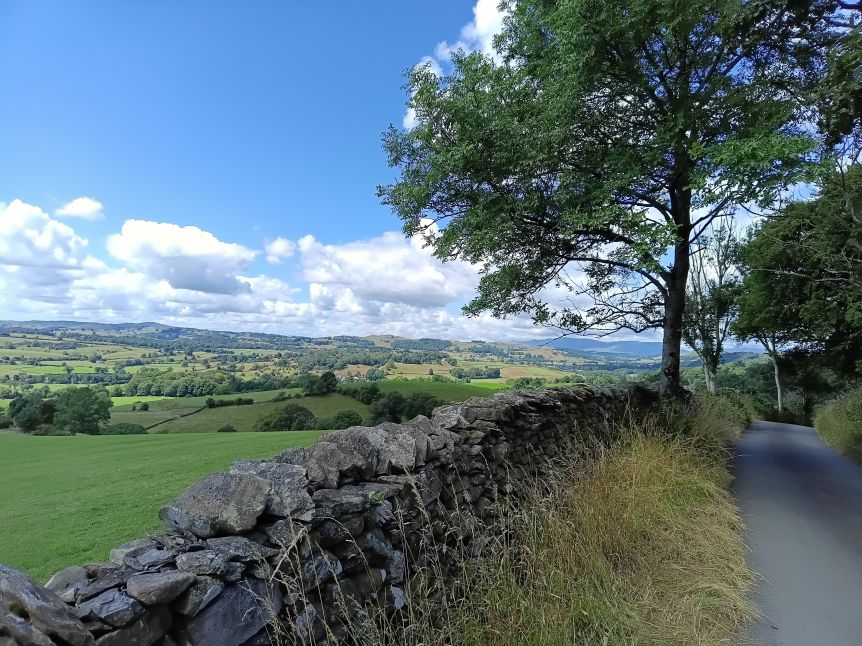 Field wall lane tree