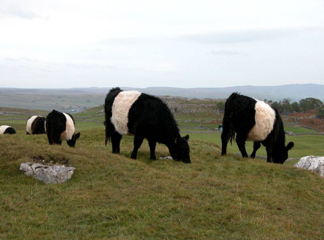 Belted galloways