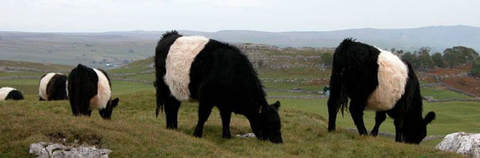 Belted galloways