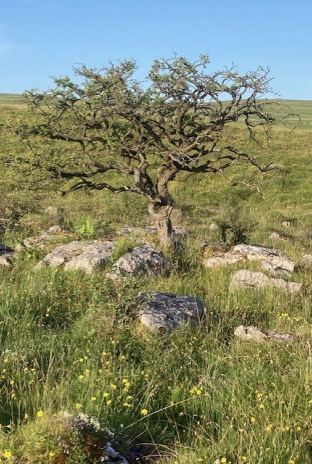 Limestone