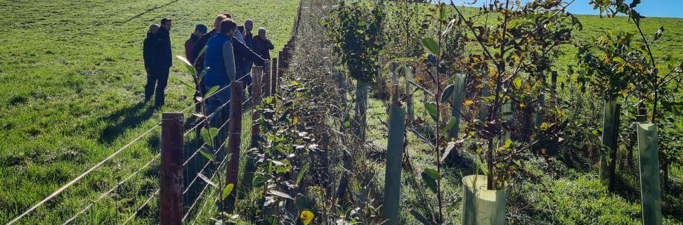 Agroforestry event 13 10 22 Renisons farm walk 5m hedge shelter belt