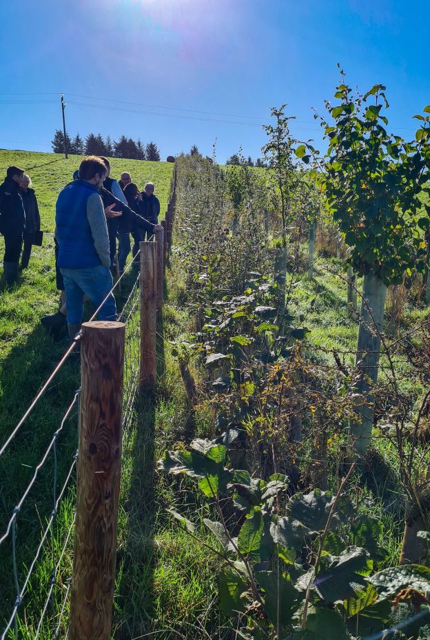 Agroforestry event 13 10 22 Renisons farm walk 5m hedge shelter belt up close 2