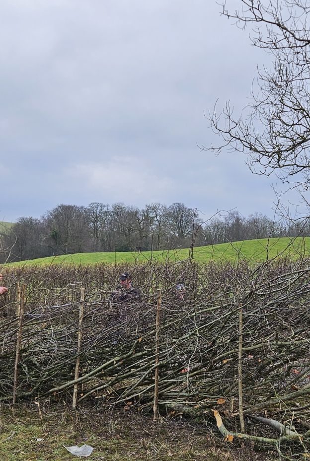 FLD Hedge Laying Competition Low Sizergh Farm 8 Feb 20254 Carig Proctor Open Class