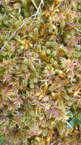 Bryophyte garden