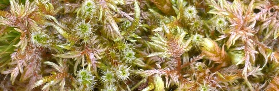 Bryophyte garden