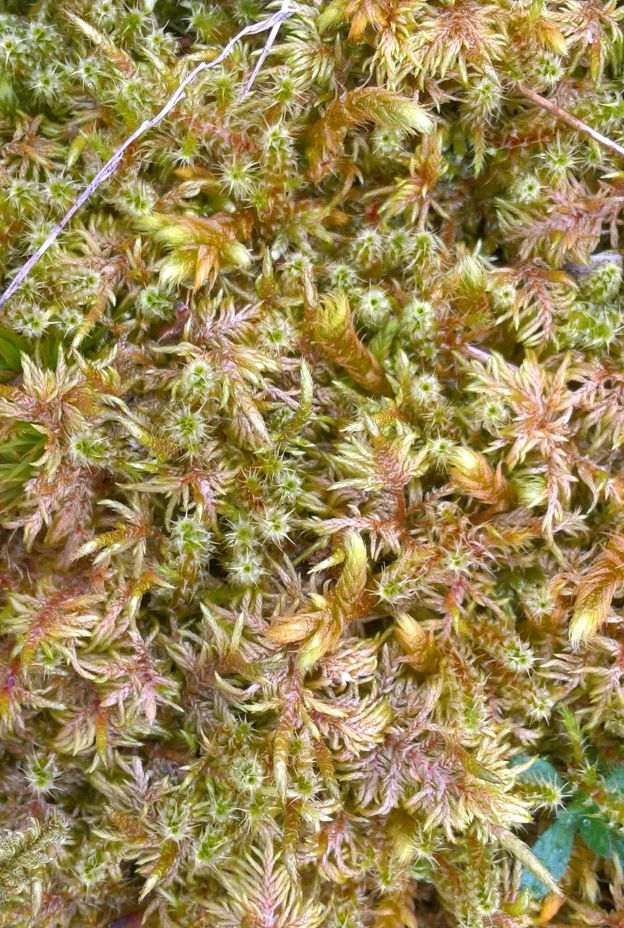 Bryophyte garden