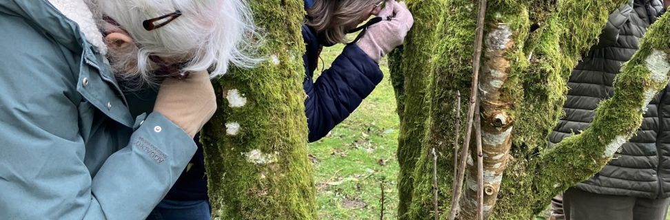 Lichens