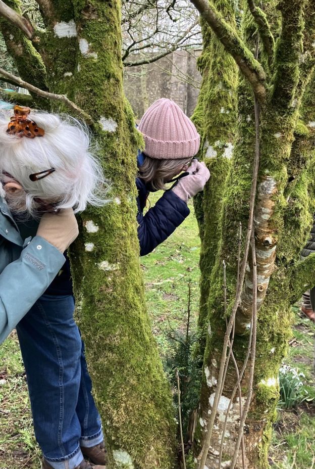 Lichens
