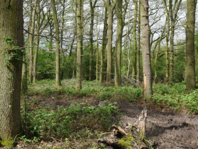 Barked Oak from Forwarder 1 620x465 landscape