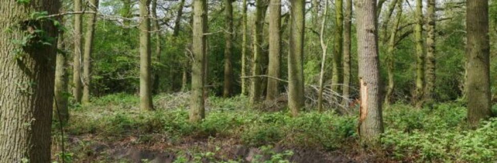 Barked Oak from Forwarder 1 620x465 landscape