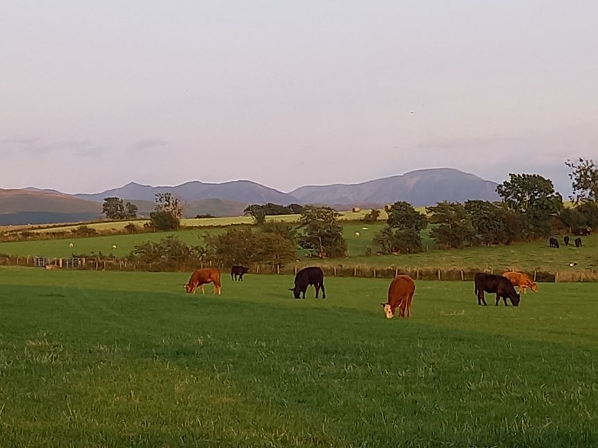 Cows Grazing 3 TJ