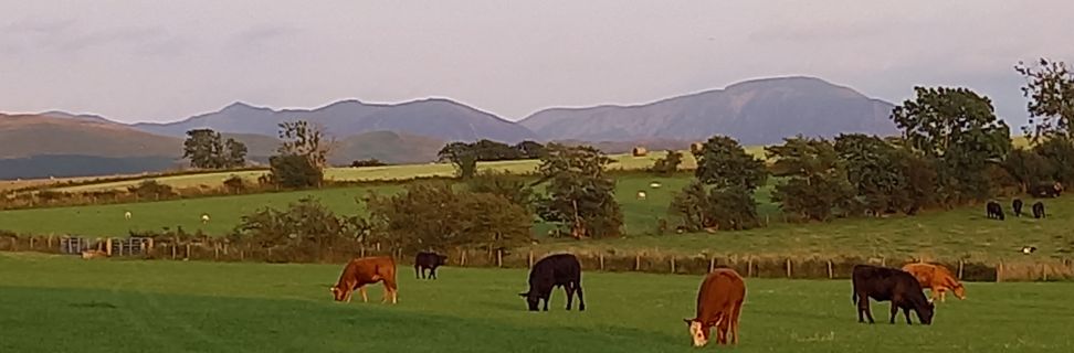Cows Grazing 3 TJ