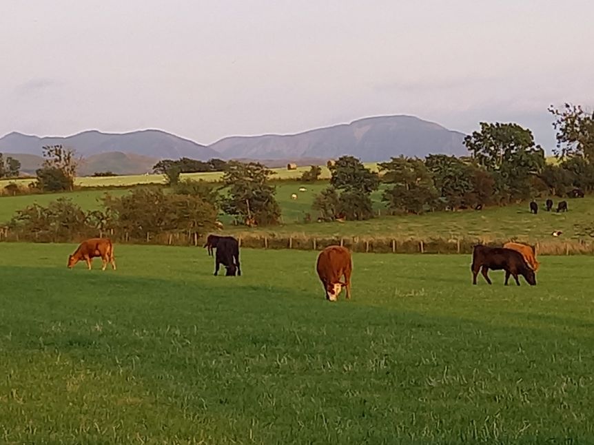 Cows Grazing 4 TJ