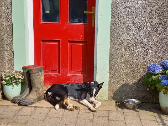 Dog Farmhouse Door TJ