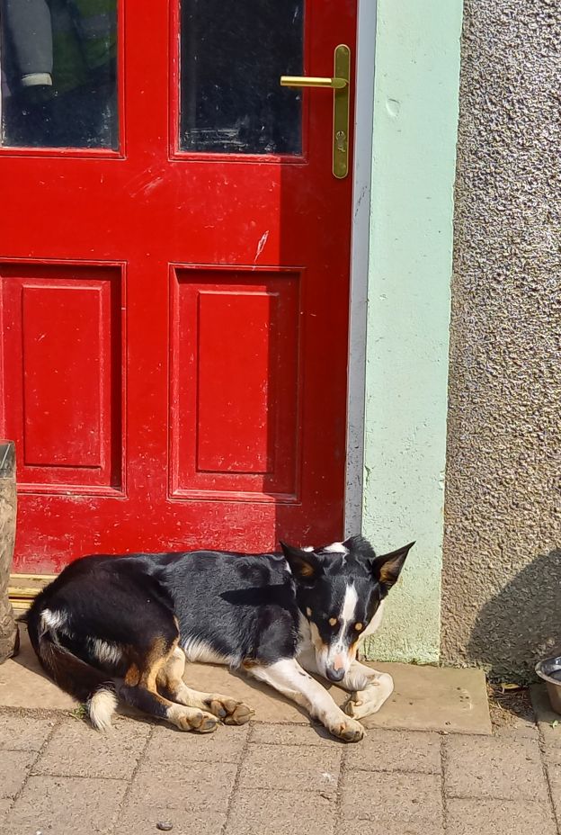 Dog Farmhouse Door TJ