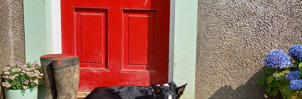 Dog Farmhouse Door TJ