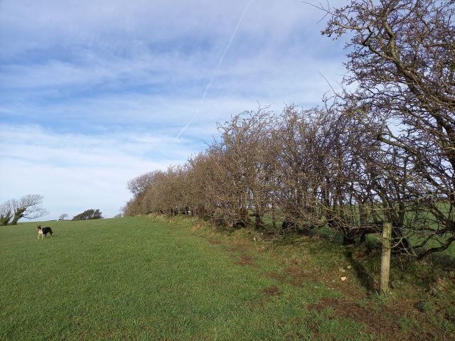 Hedge 1 TJ