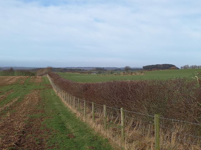 Hedge 2 TJ