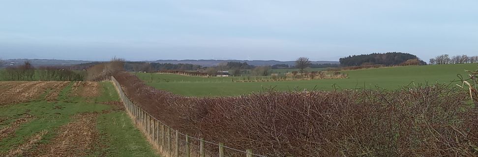 Hedge 2 TJ