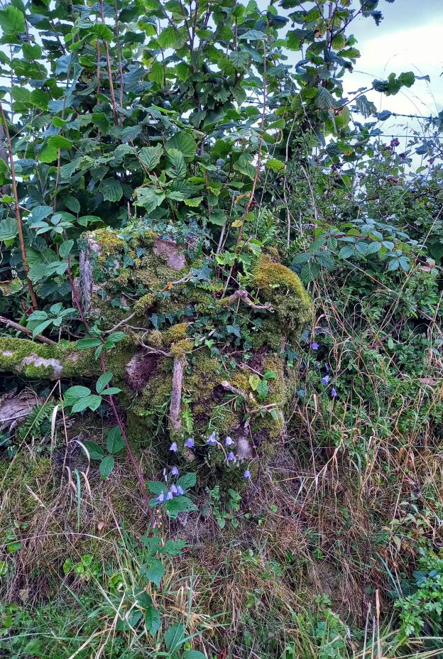 Hedge Vegetation TJ