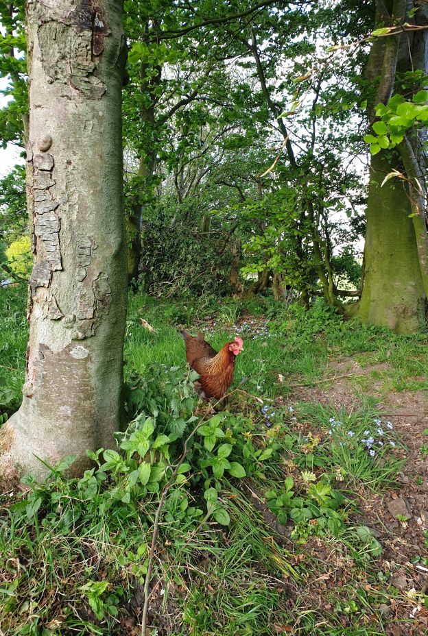 Hen in Wood 2 TJ