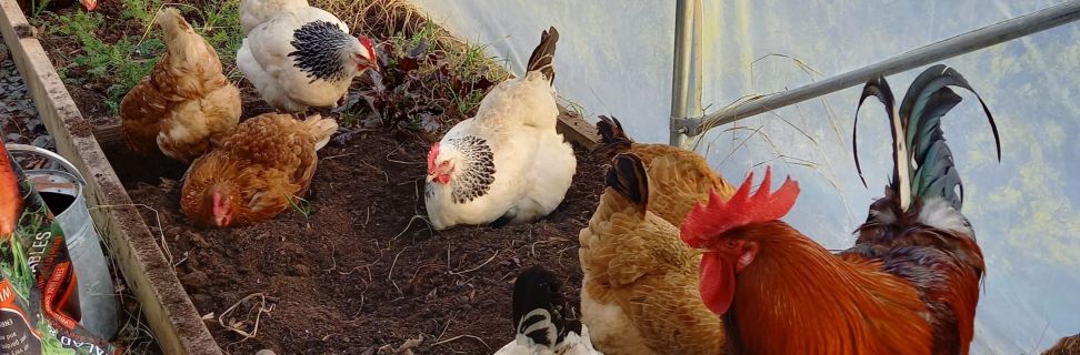 Hens in Polytunnel 1 TJ