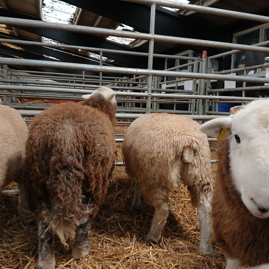Herdwicks