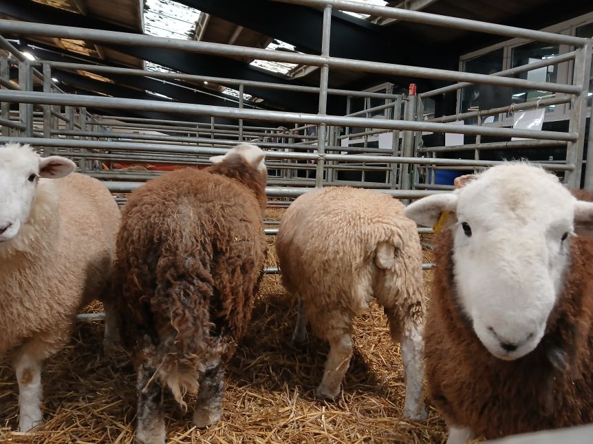 Herdwicks