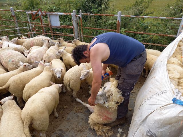 Sheep Shearing Tracey Jackson