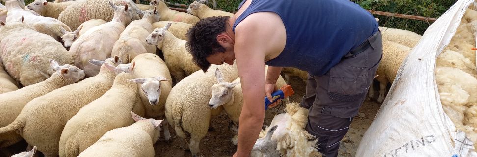 Sheep Shearing Tracey Jackson