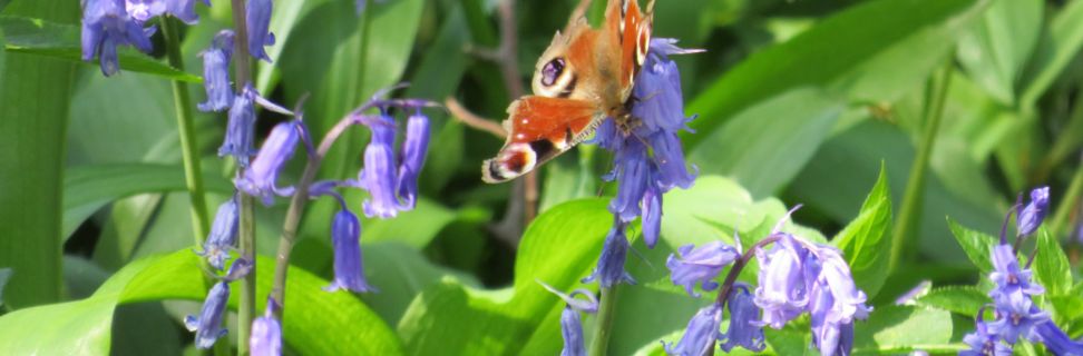 Bluebells Butterfly_Megan Bartlett