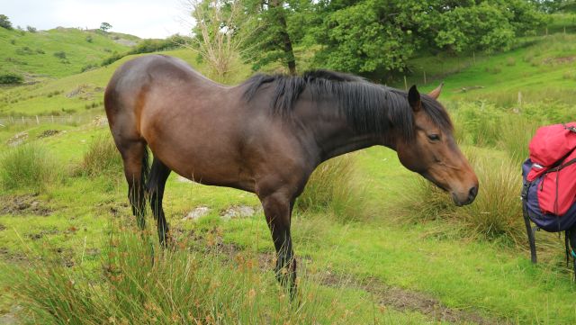 Horse_Megan Bartlett