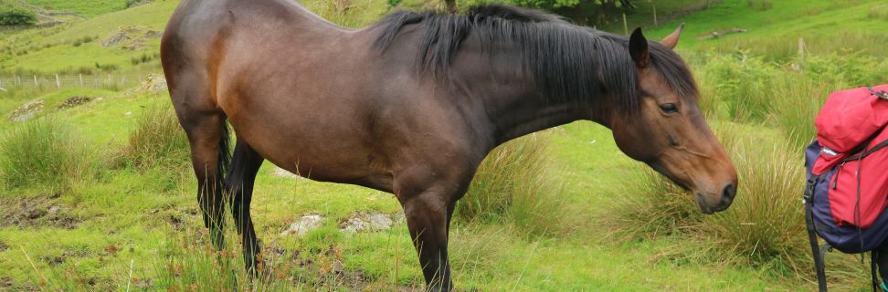 Horse_Megan Bartlett