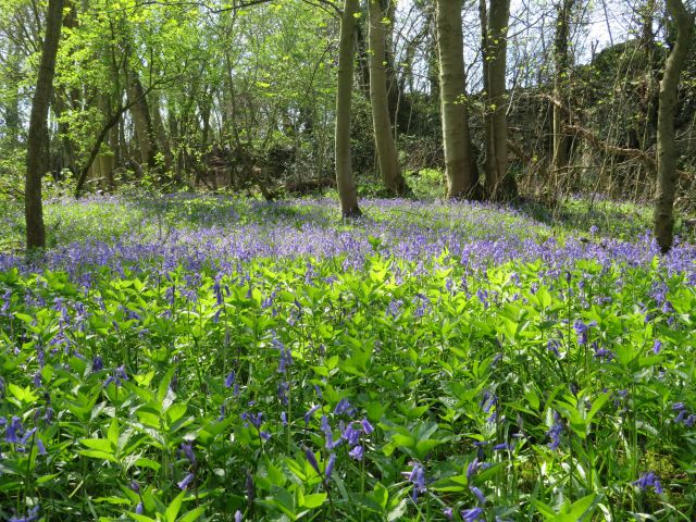 Bluebell woods_Megan Bartlett