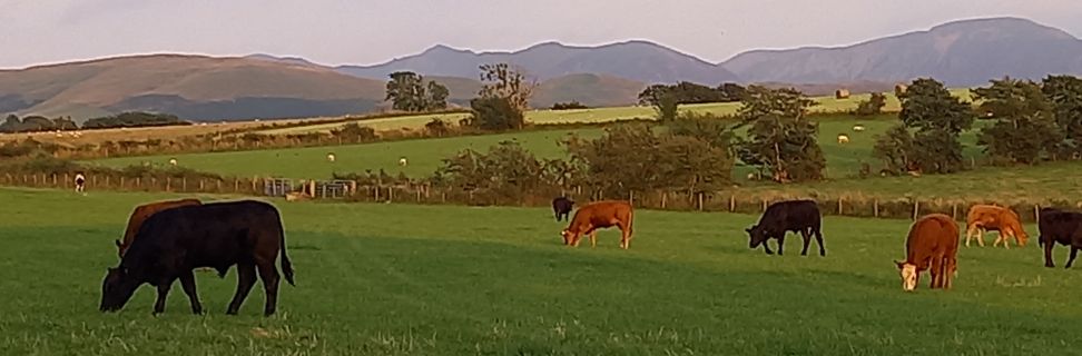 Cows Grazing 2_Tracey Jackson
