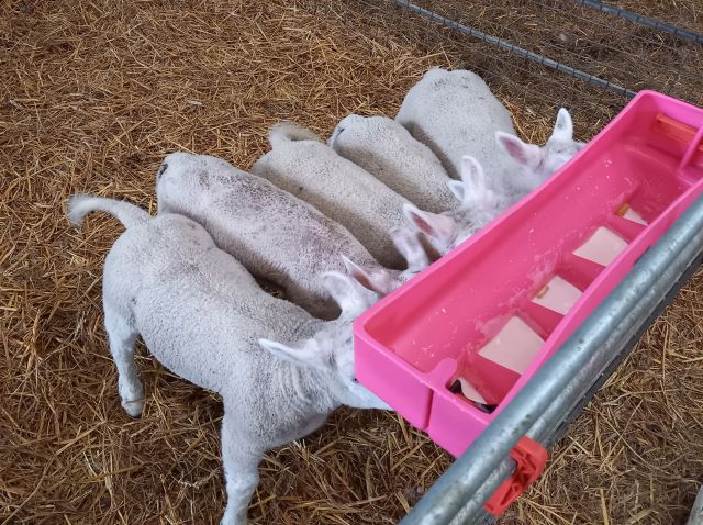 Lambs 12_Tracey Jackson