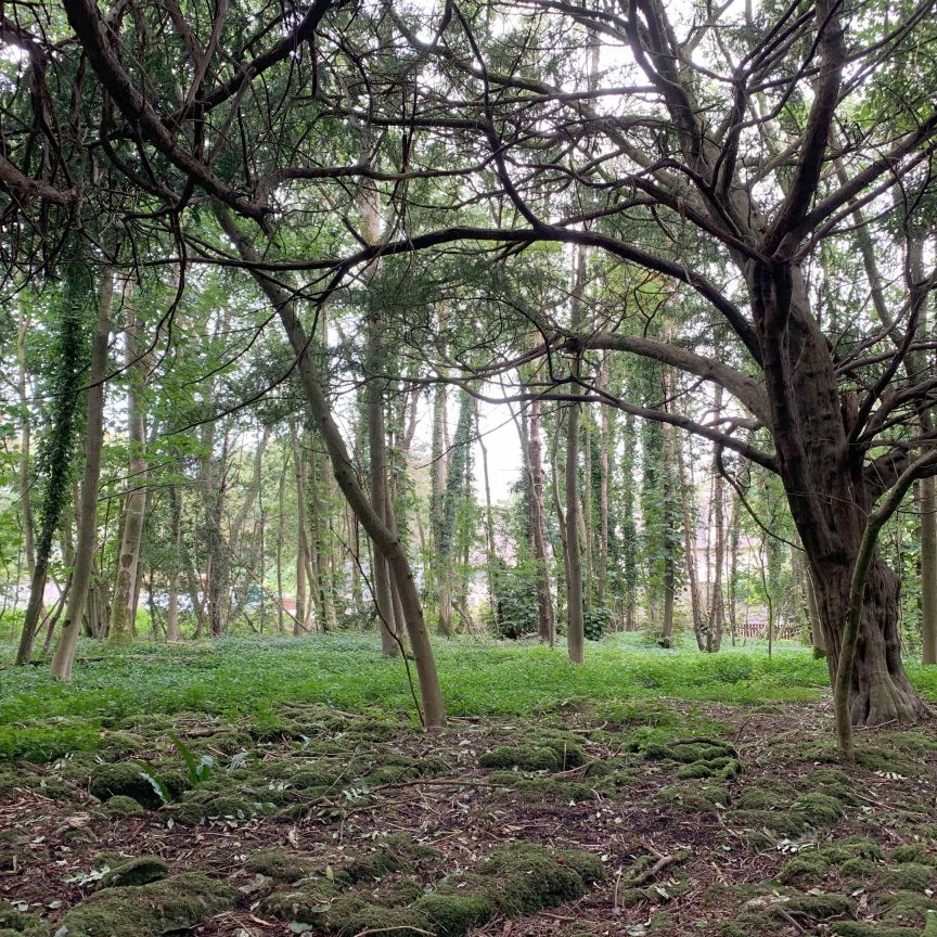 Trees forest_Megan Bartlett