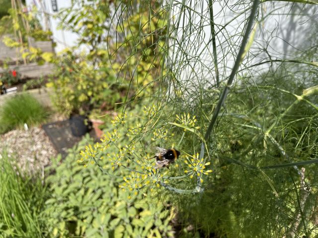 Bee Flowers Plants Geneve Brand